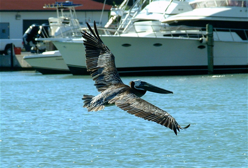 (22) Dscf0814 (pelicans).jpg   (818x556)   202 Kb                                    Click to display next picture